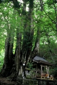 剣桂の画像