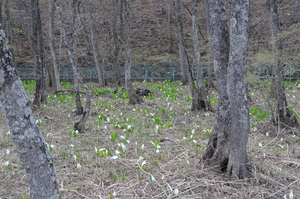 田土ケ入の水芭蕉の画像