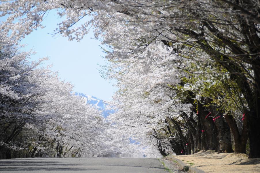 満開の台上桜の桜並木道の写真