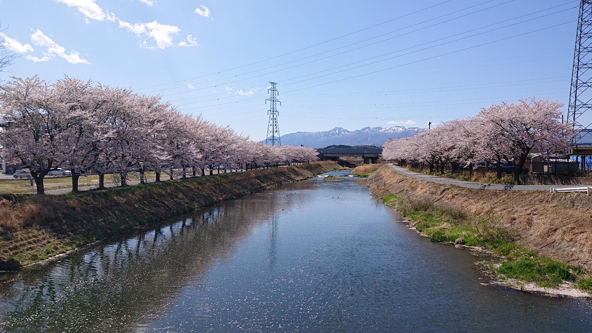 新田橋の桜