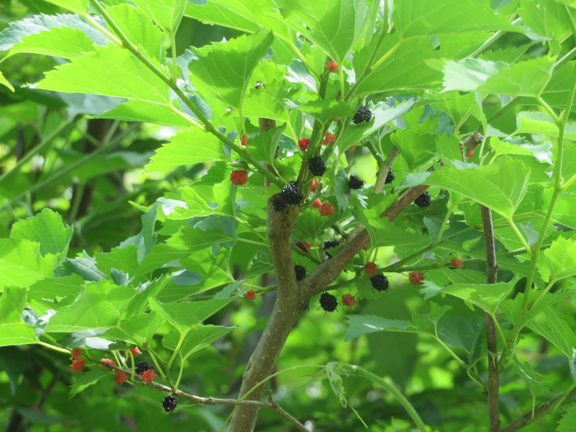 私有地内の植物