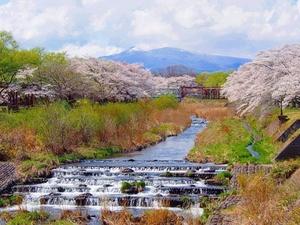 川の正面遠くに山が見え川沿いには、たくさんの桜の花が咲いている様子の写真