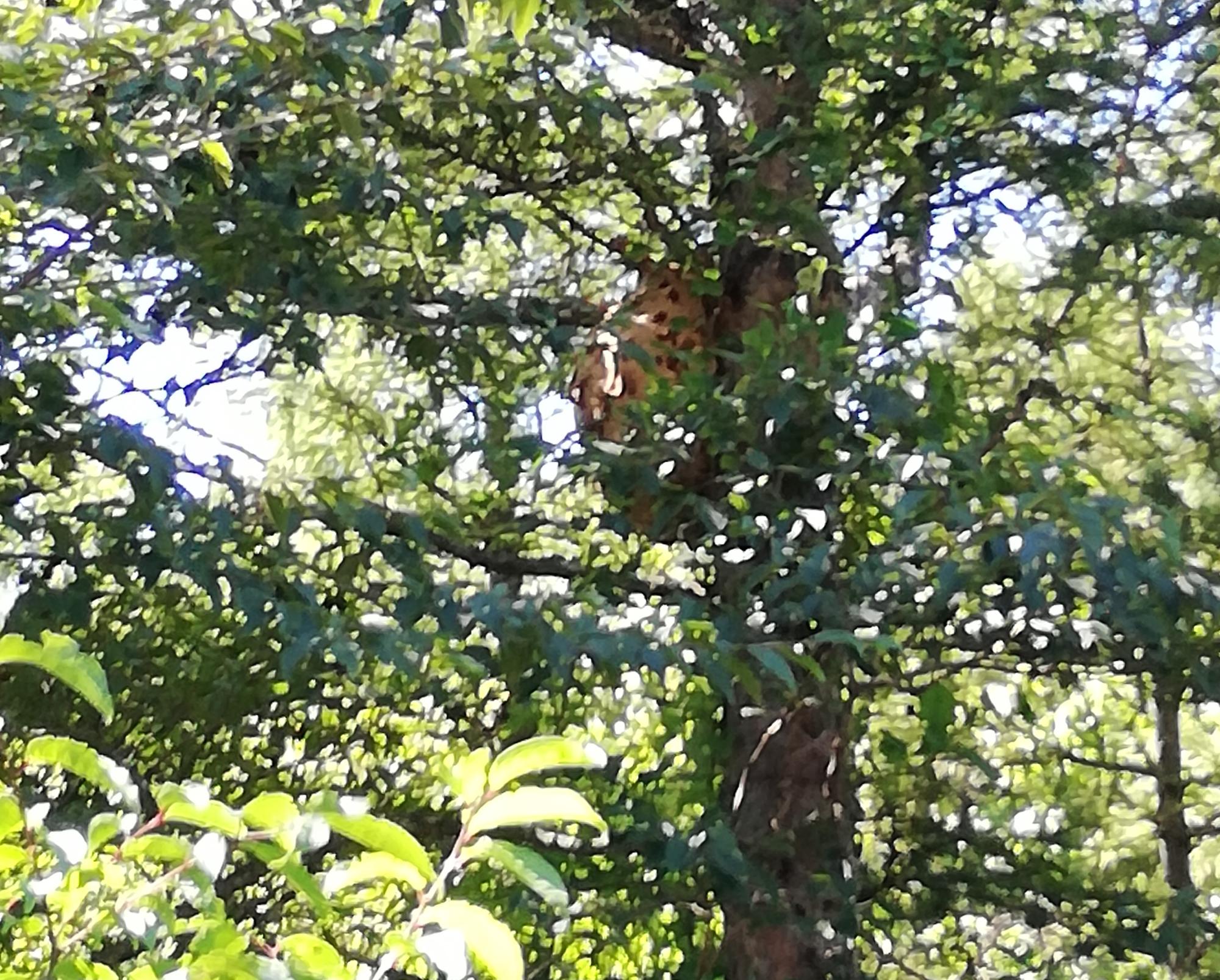木に作られたハチの巣