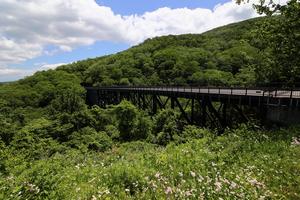 青空の下、緑の山の中を通る陸橋を写真