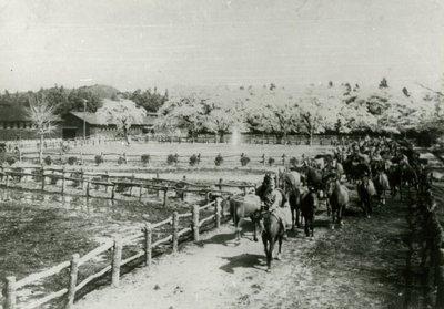 牧場の脇をたくさんの軍馬が並んで歩いている様子の軍馬補充部の白黒の写真