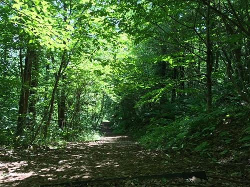 きれいな緑色の木々から木漏れ日が差す山道の写真