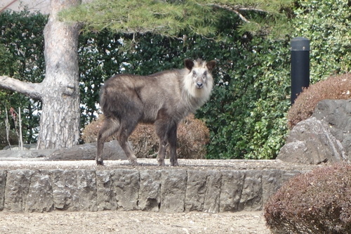 カモシカの画像