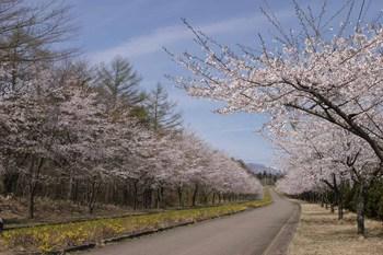 台上道路の道沿いに咲いている桜並木の写真