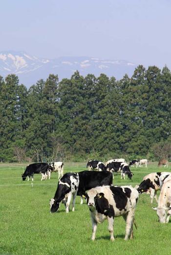 牛が牧草を食べている様子の写真