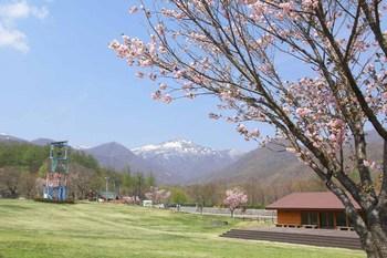 綺麗な桜の木と甲子旭岳の写真