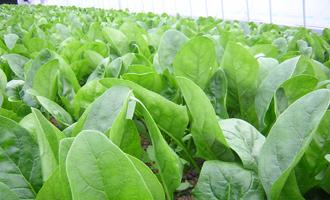 緑豊かに育つ、畑一面の野菜の写真