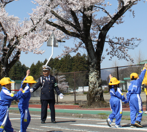 黄色の帽子被った小学生たちが2人1組で手をつなぎ、交通教育専門員に見守られながら満開の桜が咲く横断歩道を渡っている様子の写真